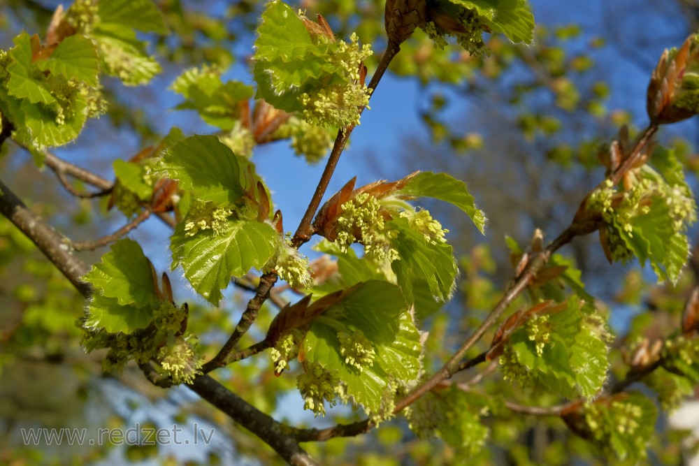 European beech in Spring