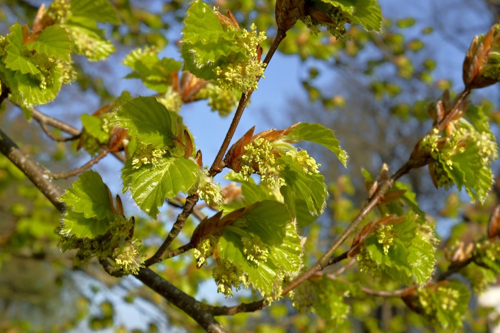 Dižskābardis pavasarī