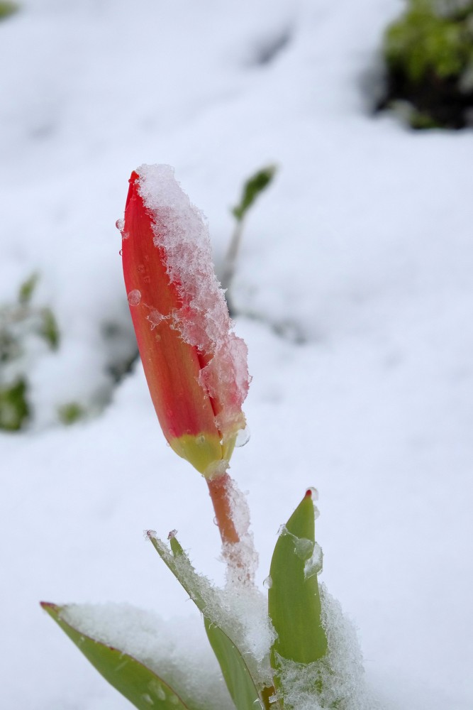 A Snowy Tulip Flower