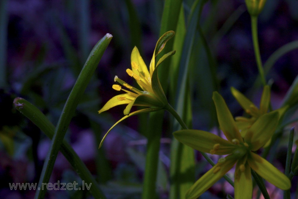 Yellow star-of-Bethlehem