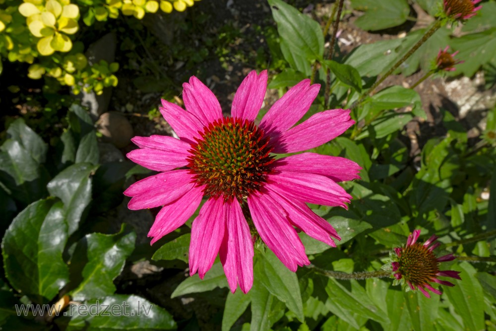 Echinacea (coneflower)