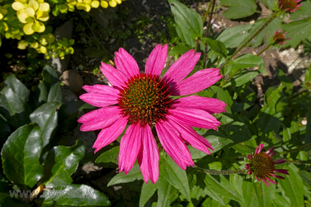 Purpursarkanā ehinācija (Echinacea purpurea)