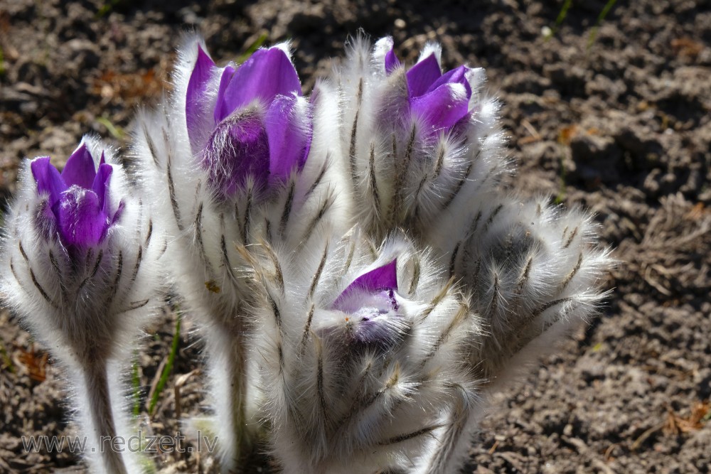 Plaukstošas silpurenes