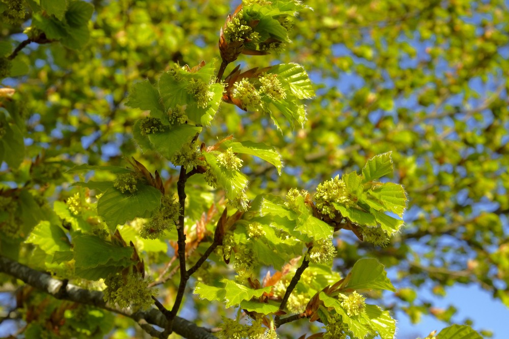 Eiropas dižskābardis