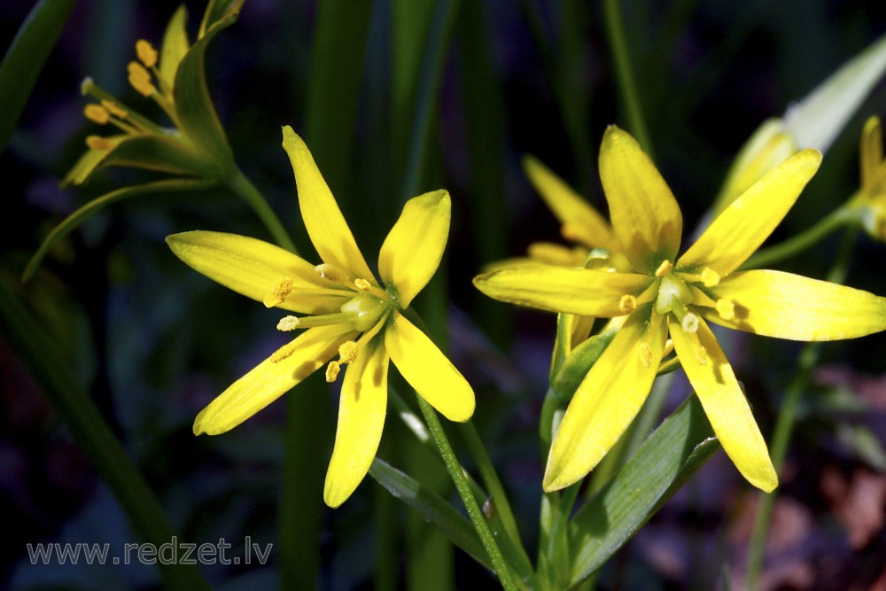 Yellow star-of-Bethlehem