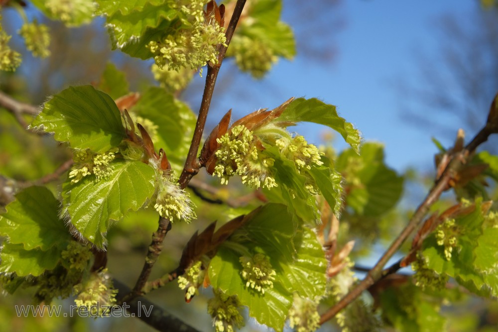 Common Beech Male Flowers