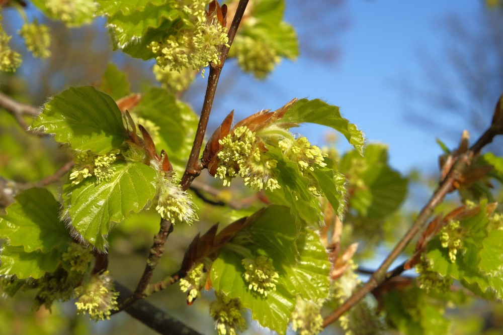 Parastā dižskābārža vīrišķie ziedi