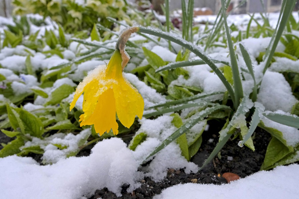 Daffodil in the snow