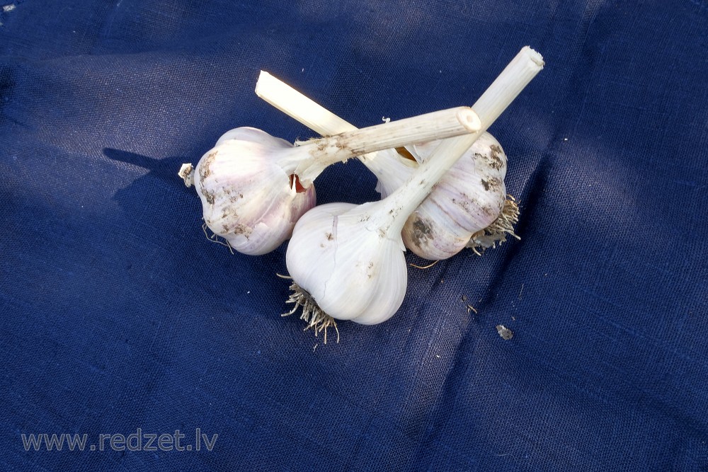 Garlic