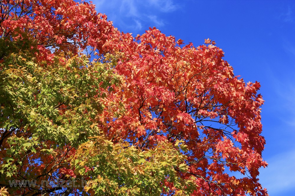 Daudzkrāsainas kļavas lapas rudenī