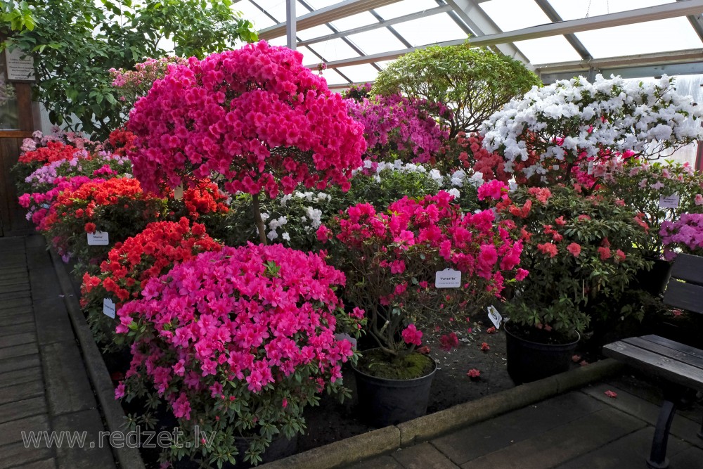 The University of  Latvia Botanical Garden's Collection of Azaleas