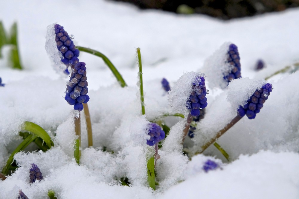 Snow covered the spring muscari flowers in the garden