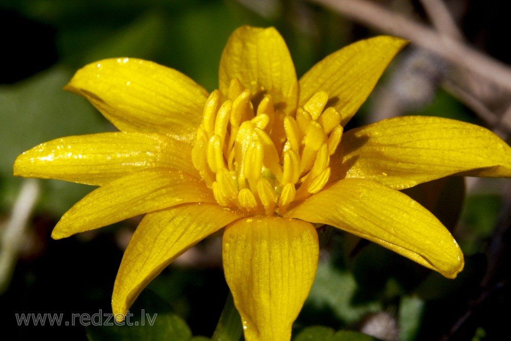 Ficaria verna