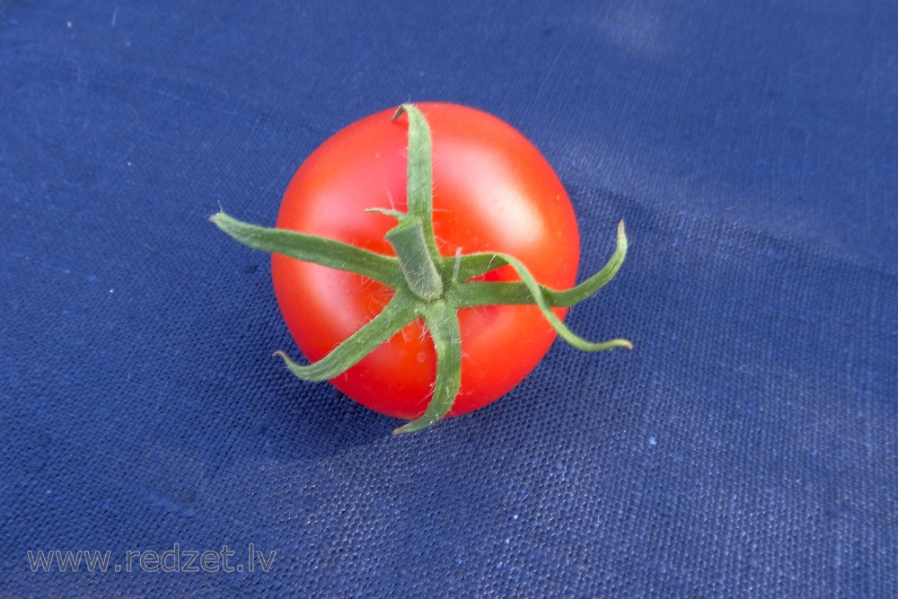 Tomato
