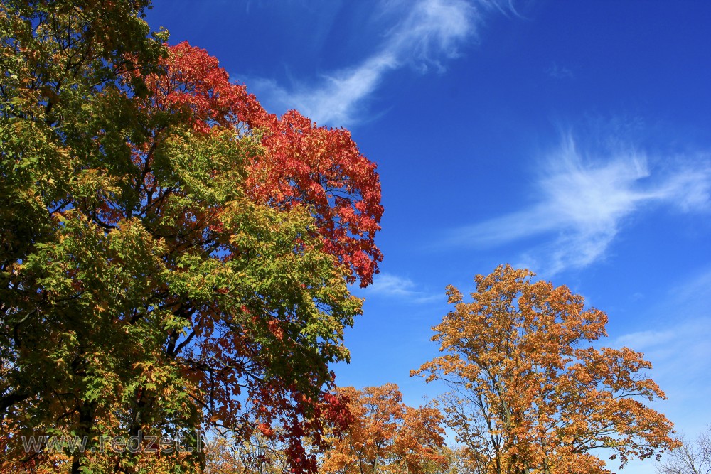 Krāsainas kļavas lapas rudenī