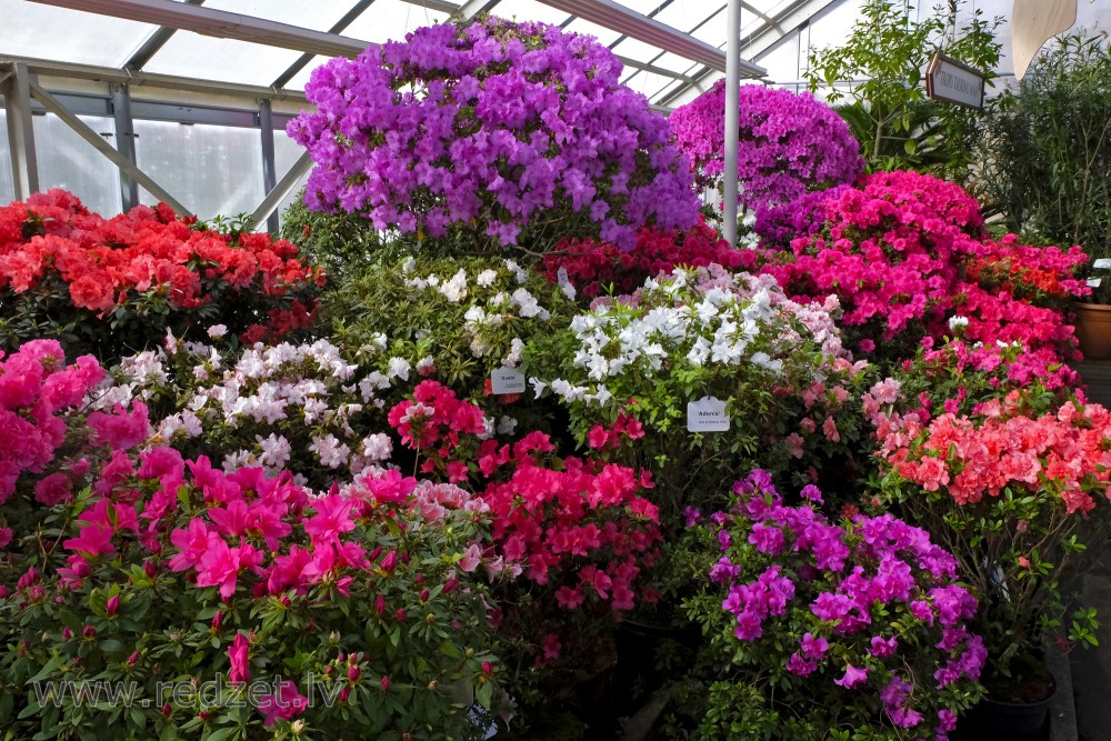 The University of  Latvia Botanical Garden's Collection of Azaleas