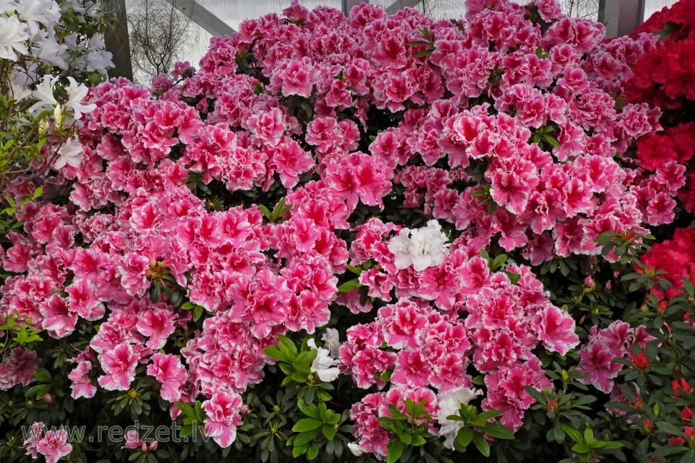 The University of  Latvia Botanical Garden's Collection of Azaleas