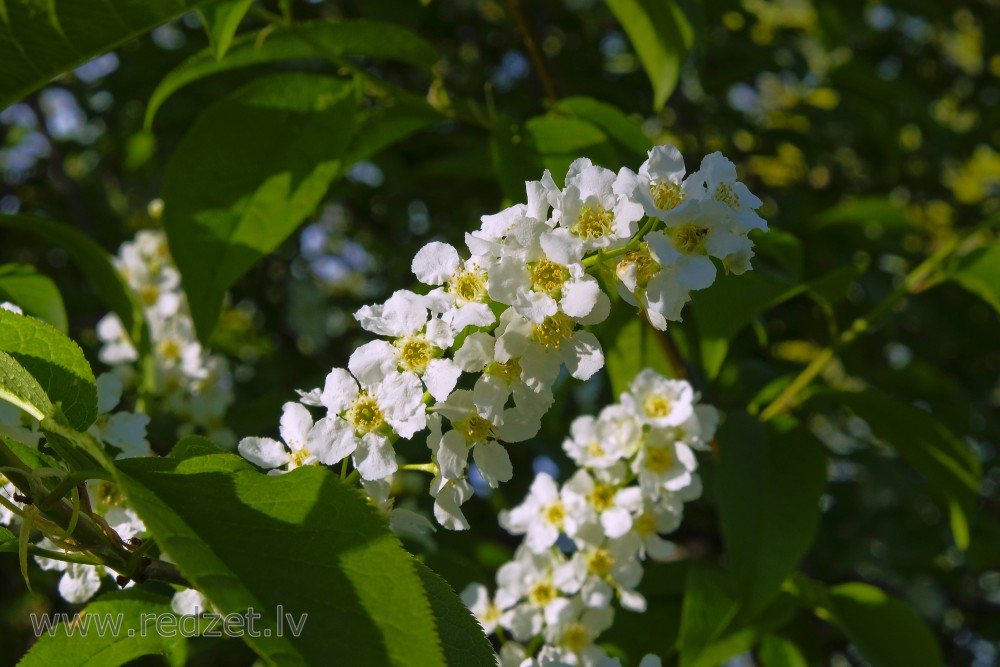 Bird cherry Flowers
