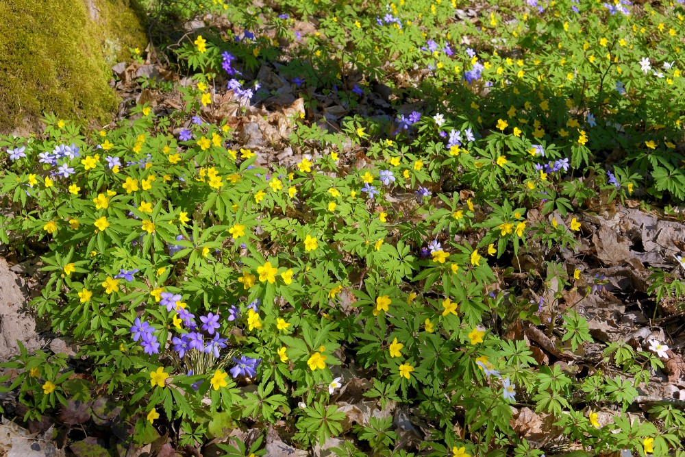 Kidneywort and Yellow anemone