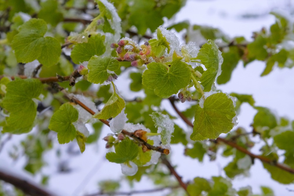 Snow Covered Currant Bush