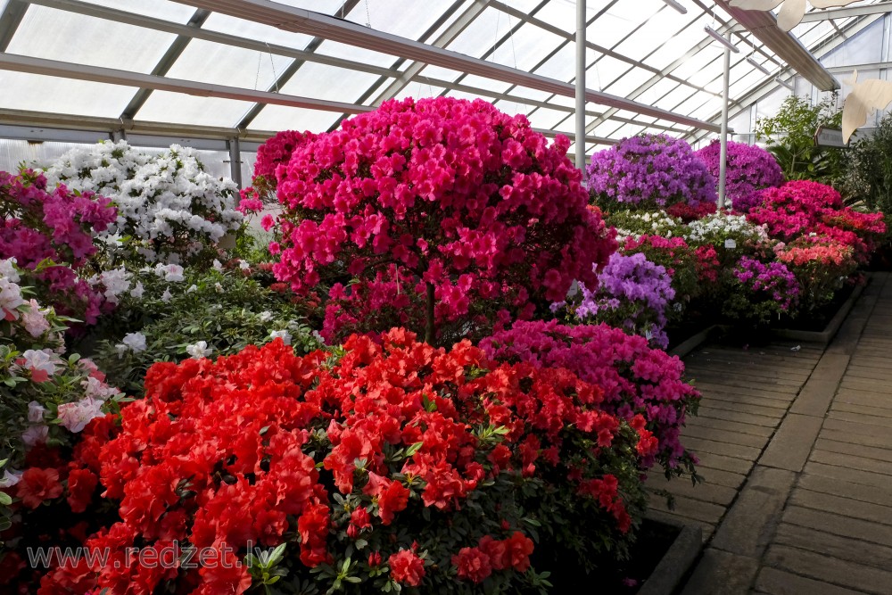 The University of  Latvia Botanical Garden's Collection of Azaleas