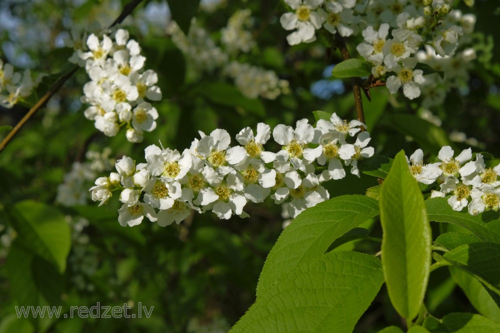 Bird cherry Flowers
