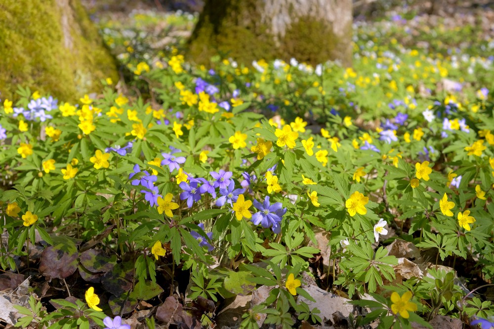 Kidneywort and Yellow Anemone