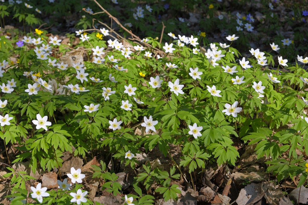 Wood anemone