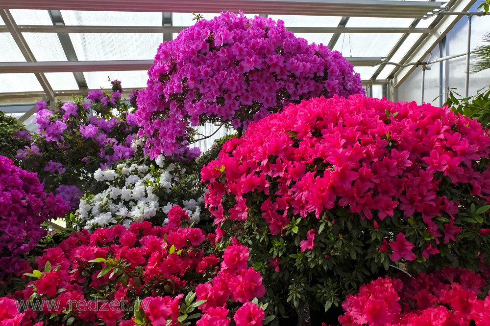 The University of  Latvia Botanical Garden's Collection of Azaleas