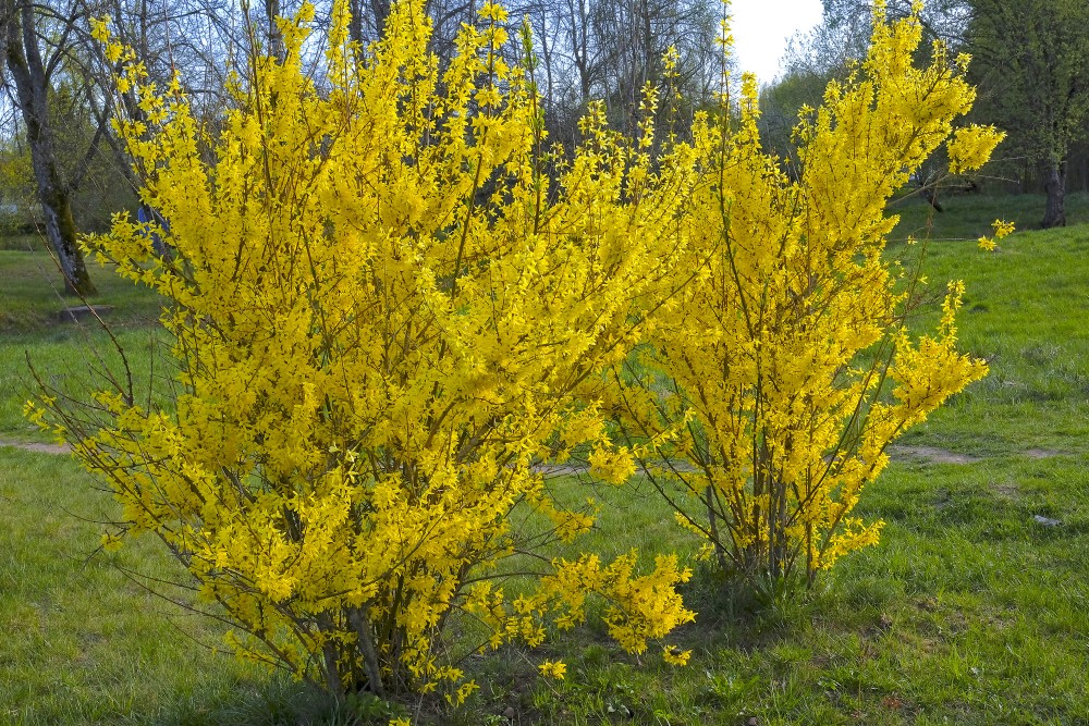 Ziedoši forsītijas krūmi