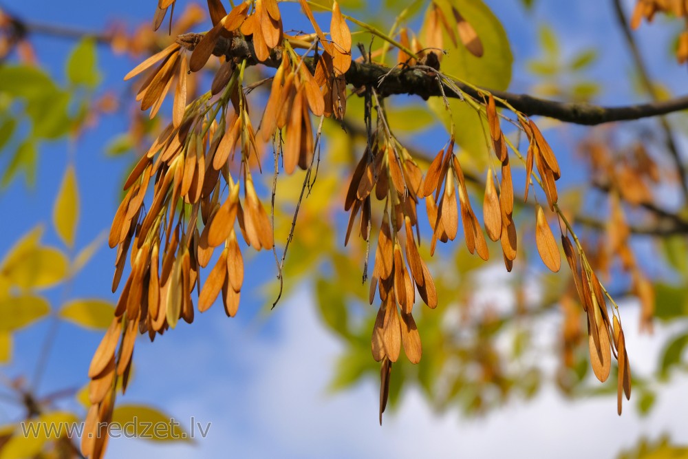 Boxelder maple or ash-leaved maple