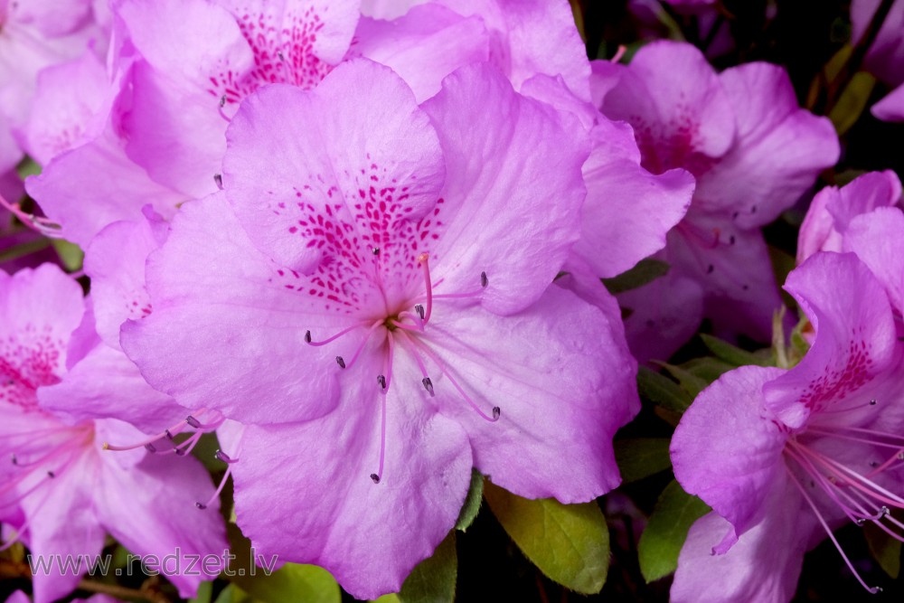 The University of  Latvia Botanical Garden's Collection of Azaleas