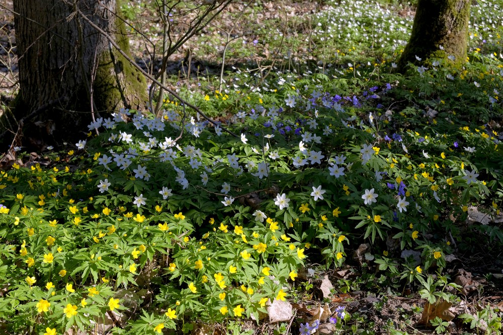Kidneywort, Wood and Yellow Anemone  in the Park