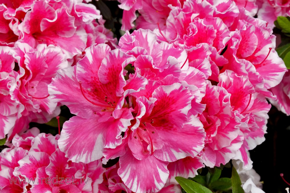 The University of  Latvia Botanical Garden's Collection of Azaleas