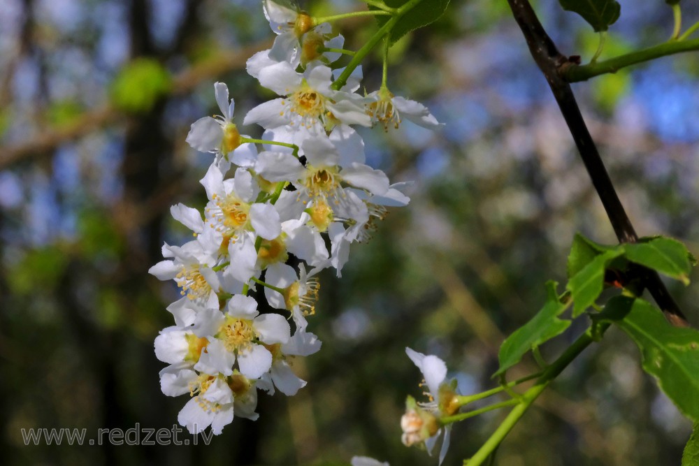 Close up of Bird cherry Flowers