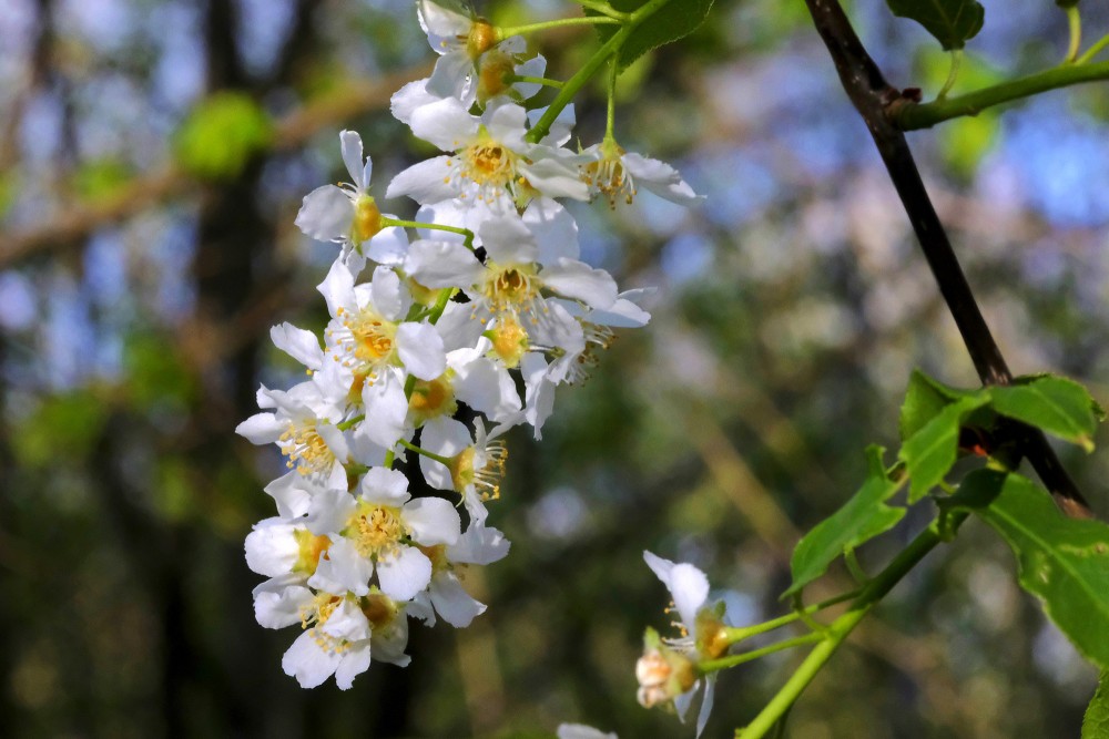 Ievas ziedi tuvplānā