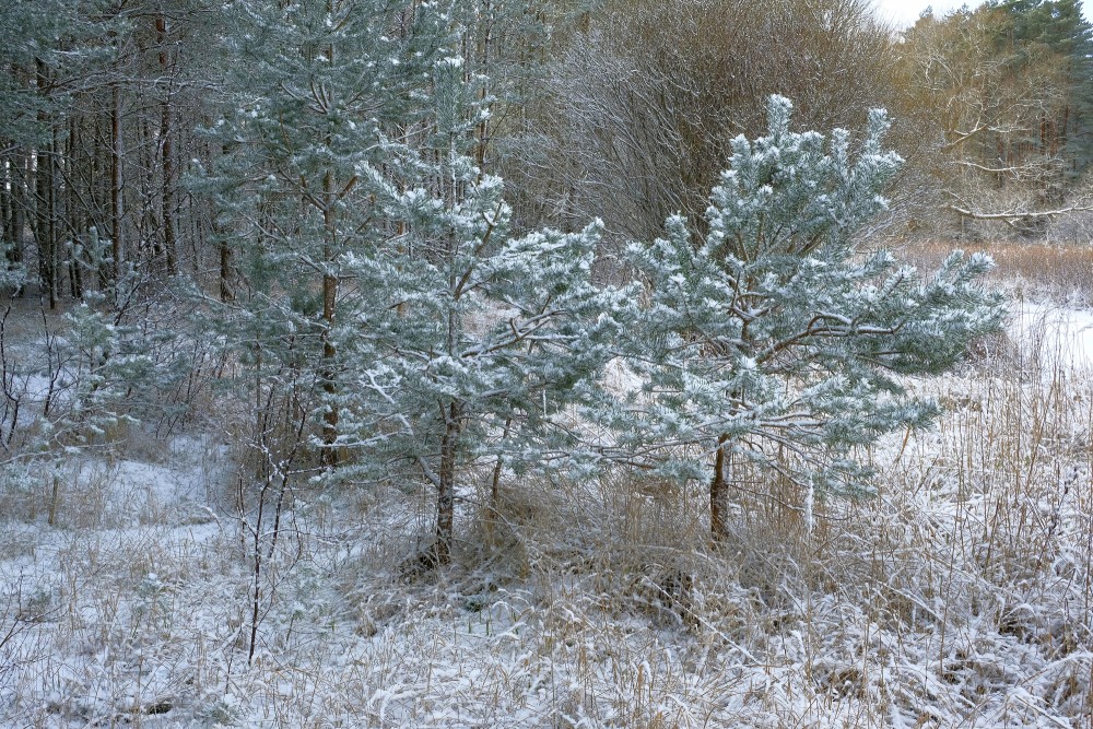 Snowy Pines