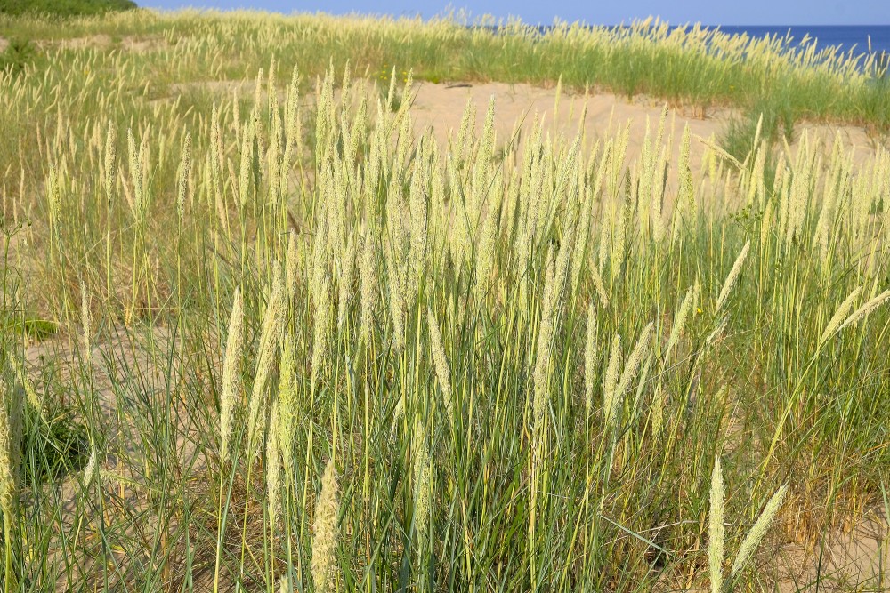 Smiltāja kāpuniedre Smiltāja kāpuniedre