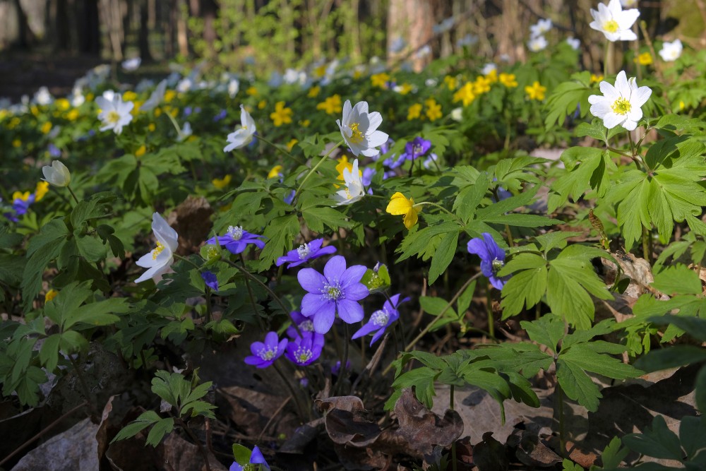 Kidneywort, Wood and Yellow Anemone  in the Park