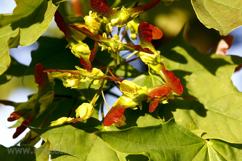 Kļavas ziedi un auglis