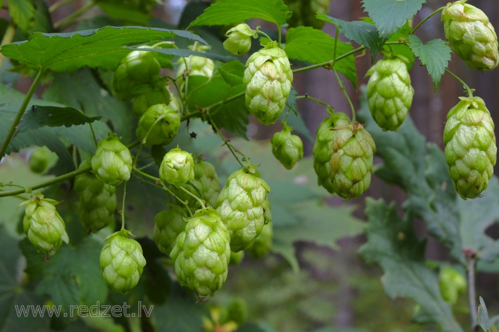 Common hop
