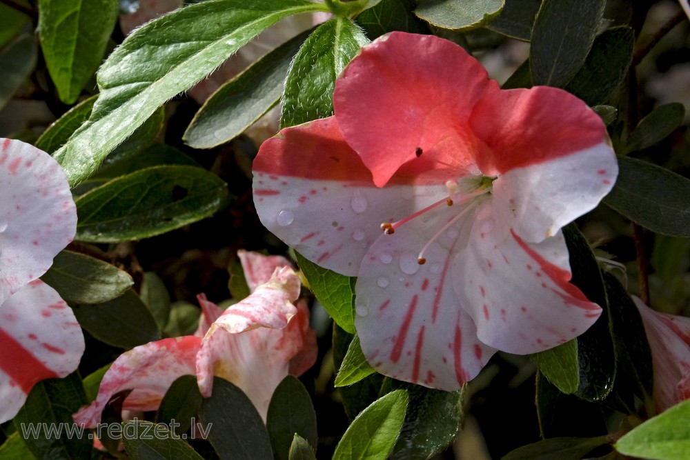 Two-colored Azalea in the University of  Latvia Botanical Garden