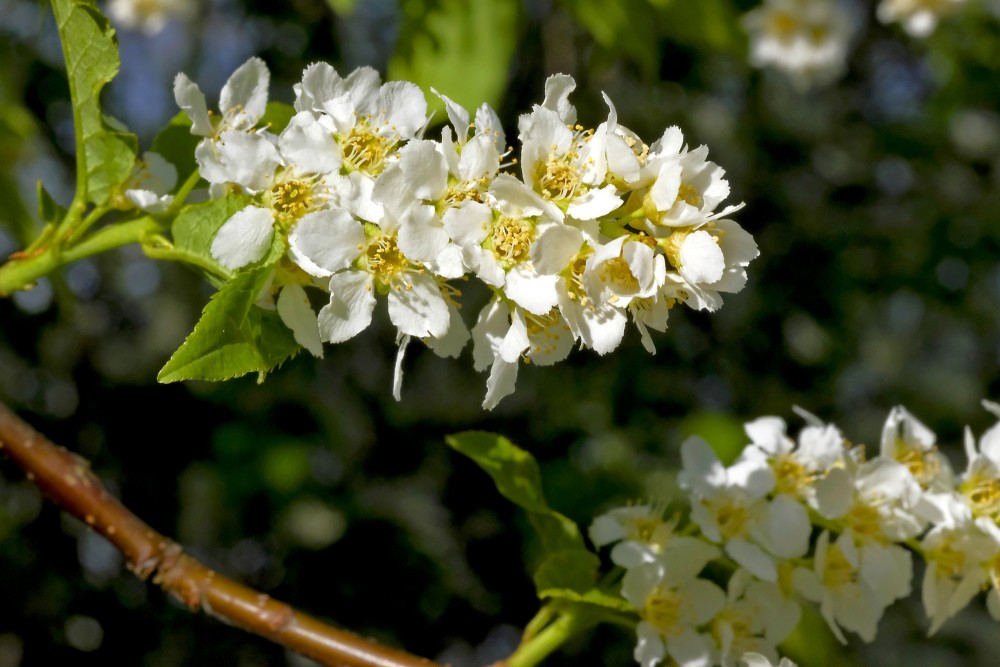 Ievas ziedi tuvplānā