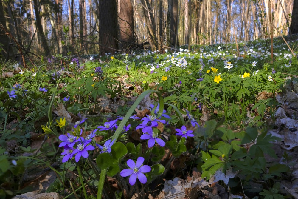 Zilās vizbulītes un citas pavasara puķes parkā