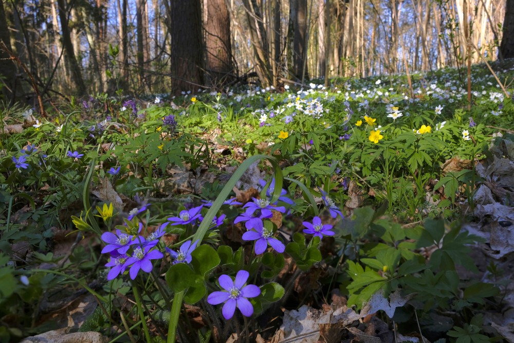 Kidneywort and other Spring Flowers in the Park