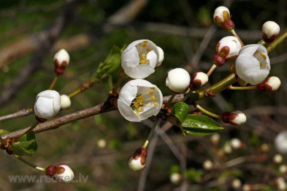 Sour Cherry Flowers