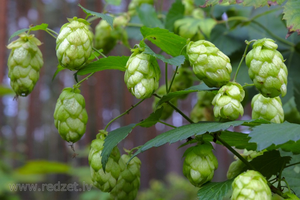 Common hop