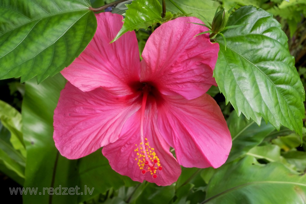 Chinese Hibiscus in the University of  Latvia Botanical Garden