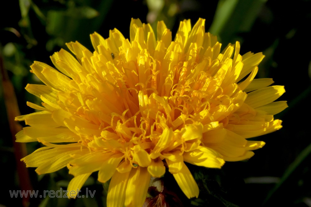 Pienenes zieda tuvplāns Pienenes zieda tuvplāns