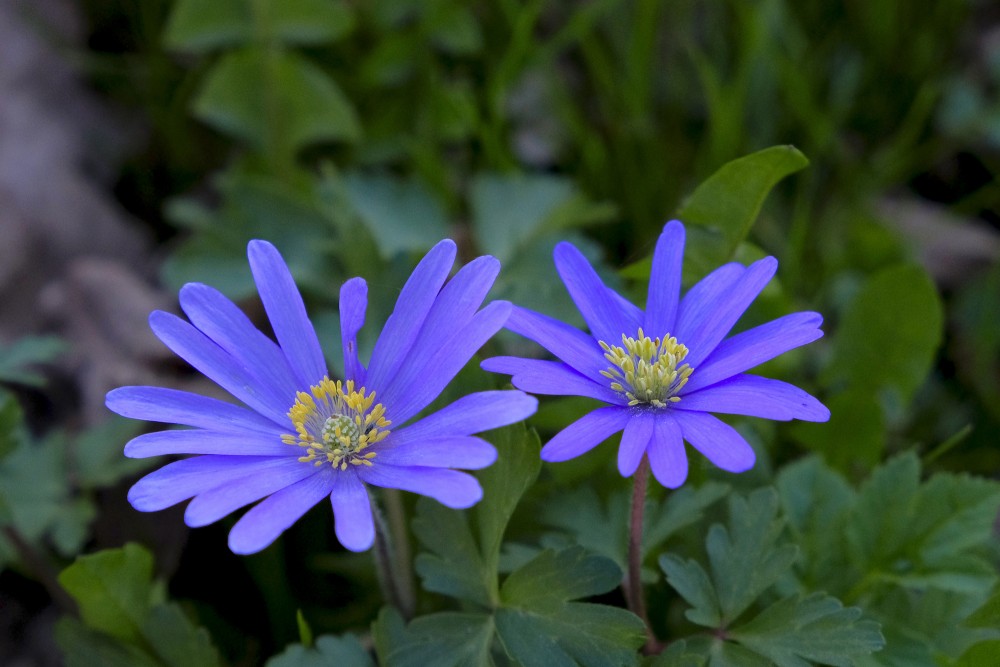 Jaukā anemone (Anemone blanda)